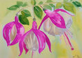 fucsias