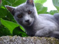 GATY