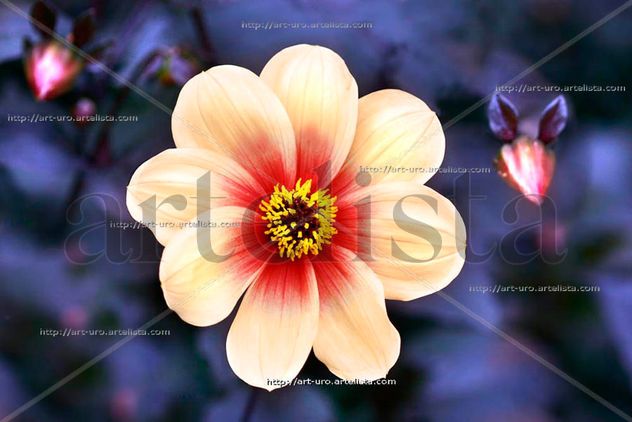 FLOR Y CAPULLOS