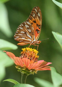 Mariposa