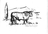 Tauromaquia