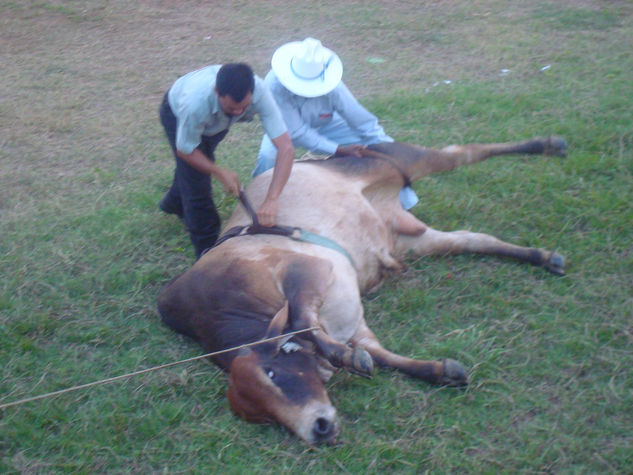 Jaripeo 