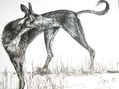 GALGA- LEBRERA-
