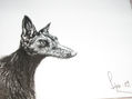 GALGA- LEBRERA-