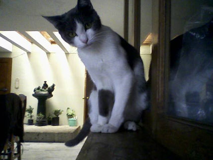 Toncha 2