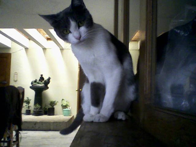 toncha 2