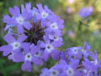 Lavanda