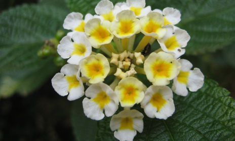 Flores de mamá