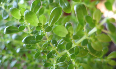 Flores de mamá