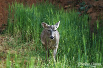 Venado