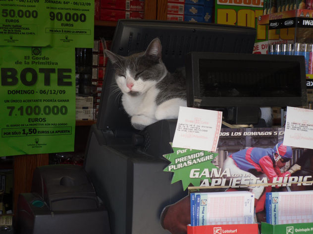 el gato de la suerte