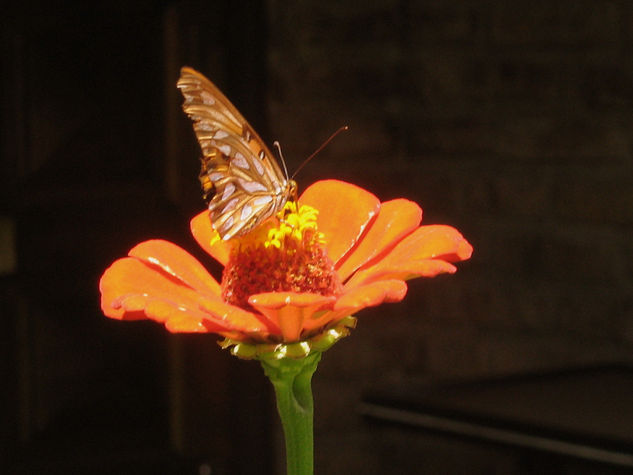 mariposa Naturaleza Color (Digital)