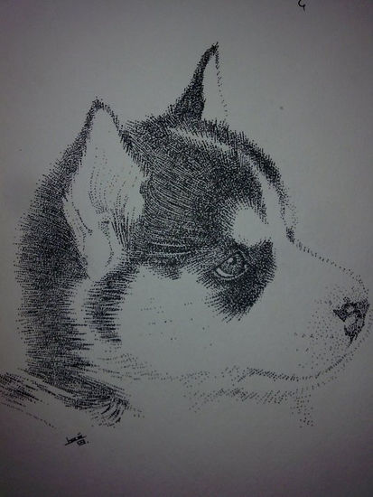 Husky Cachorro Charcoal