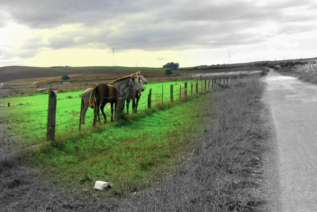 Caballos Naturaleza Color (Digital)