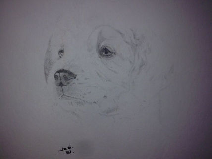 Cachorro Golden