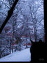 Contemplando la Nevada
