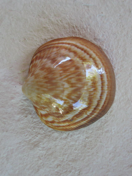 Joyas de la Naturaleza