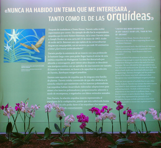 qué insecto podra absorberlo