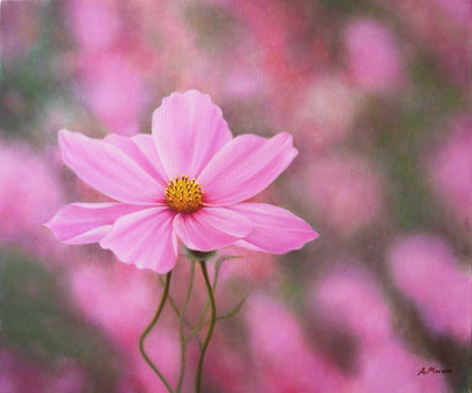 Flor rosa