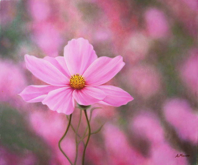 flor rosa Óleo Lienzo Floral