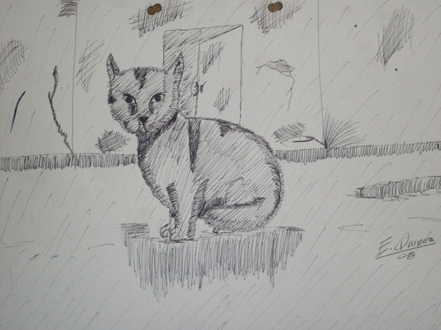 mi gato