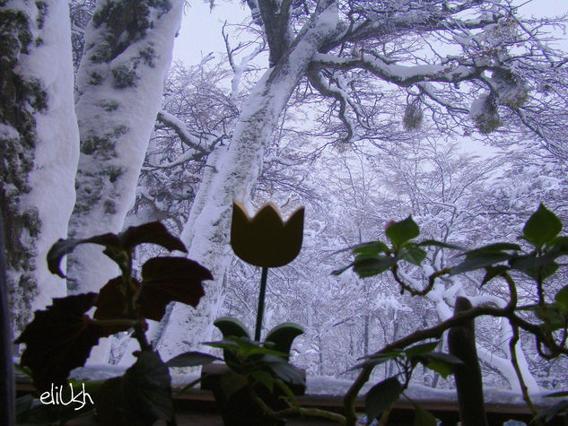 Invierno en Ushuaia Nature Color (Digital)