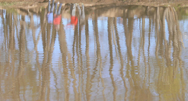 Reflejos Naturaleza Color (Digital)