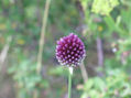 flor