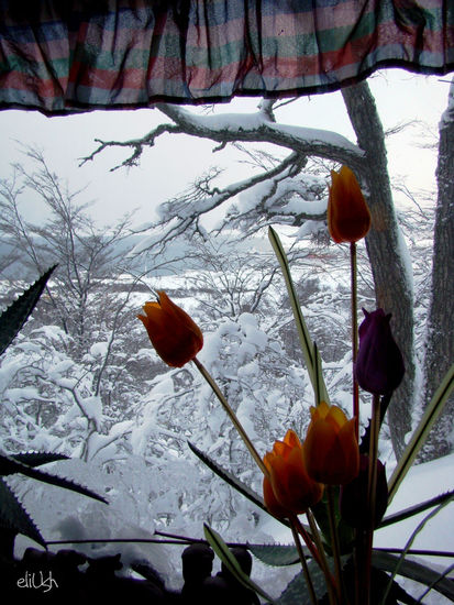 Montones de nieve en Ushuaia Nature Color (Digital)