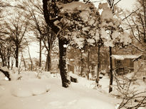 Bosque Ushuaia