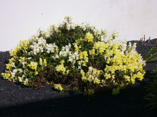 Flores y plantas 