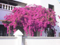 Flores y plantas