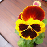 Flores thumbnail 2
