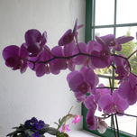 Flores thumbnail 1