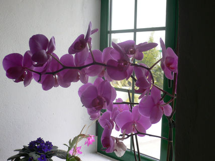 Flores y plantas