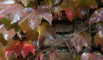 Muro de otoño