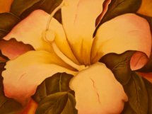 Lilium