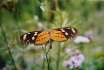 Mariposa en vuelo 2