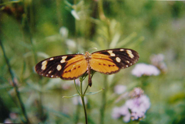 MARIPOSA EN VUELO 2
