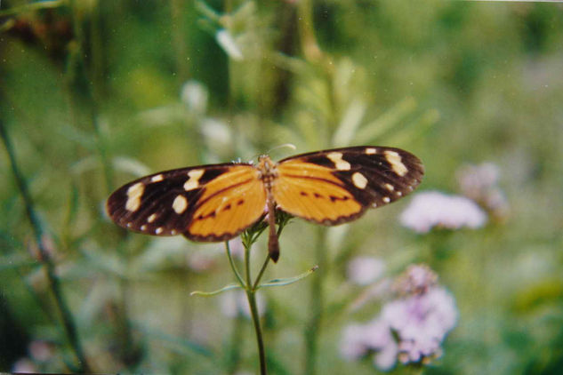 MARIPOSA EN VUELO 2 Naturaleza Color (Química)