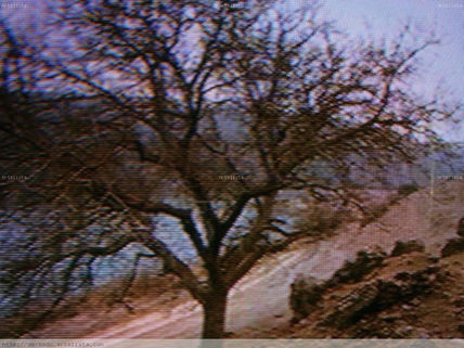 Árbol en brote