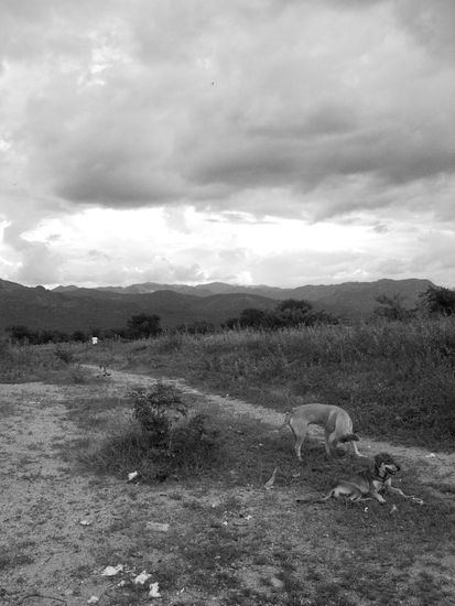 DESDE EL CAMPO 