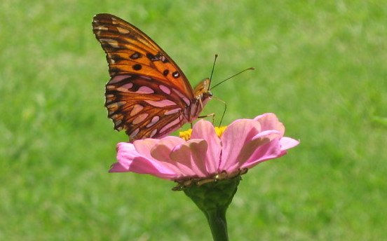 mariposa 1