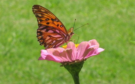 mariposa 1 Naturaleza Color (Digital)