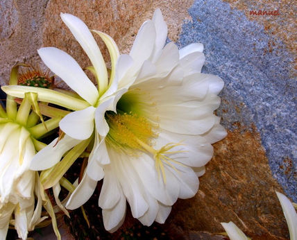 Asi te veo flor