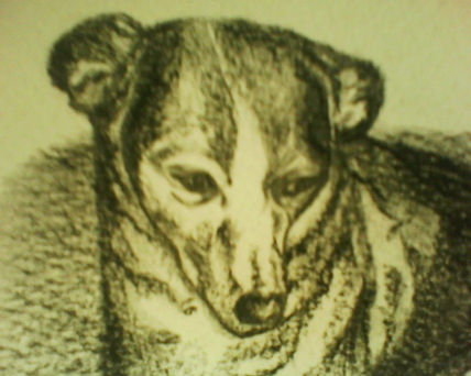 Perrita Cachita!!!