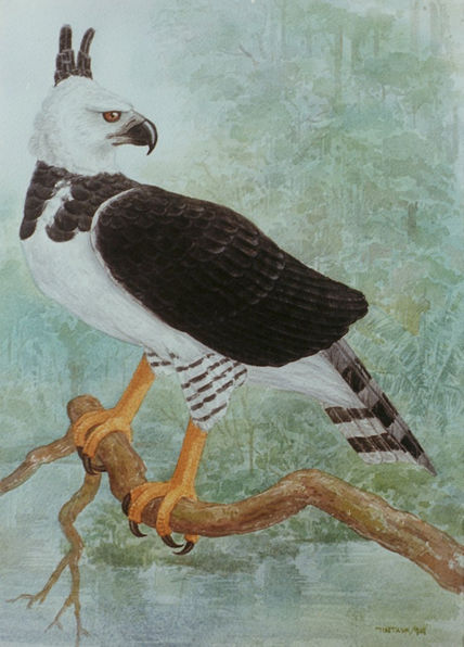 Aguila Harpía