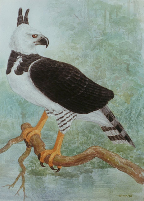 Aguila Harpía