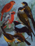 Aves endémicas II