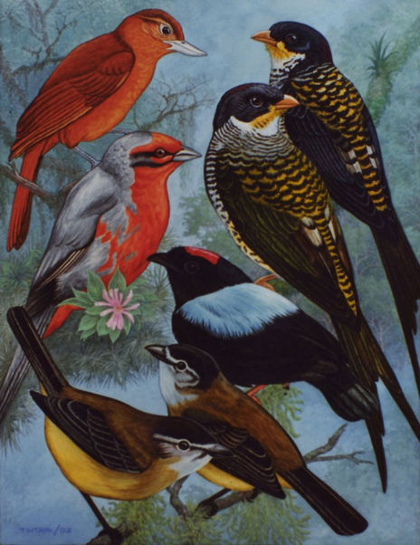 Aves endémicas II